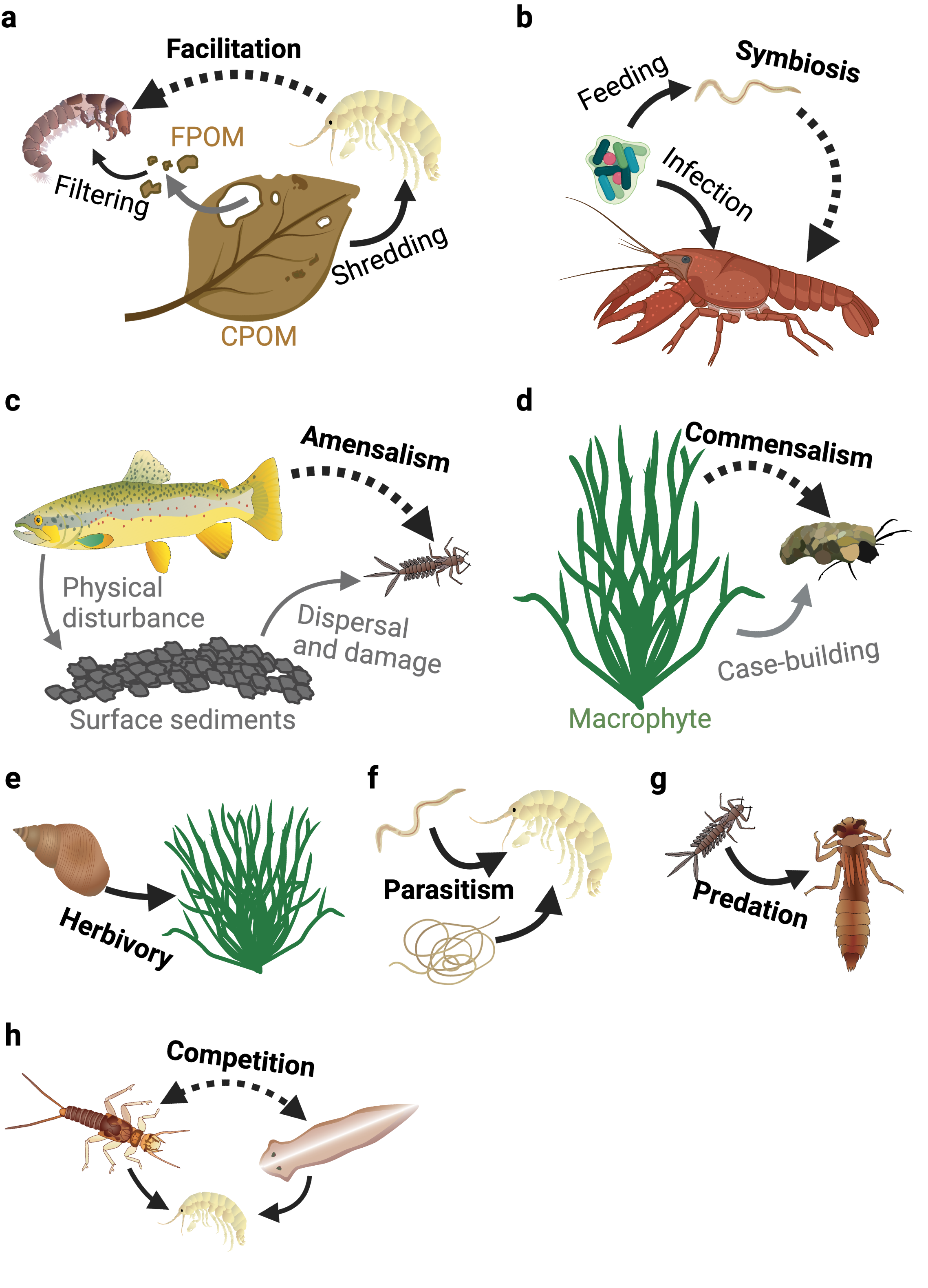 Freshwater interactions